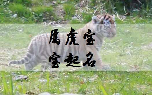 屬虎魏姓寶寶起名大全