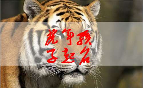 屬虎姓趙寶寶起名大全