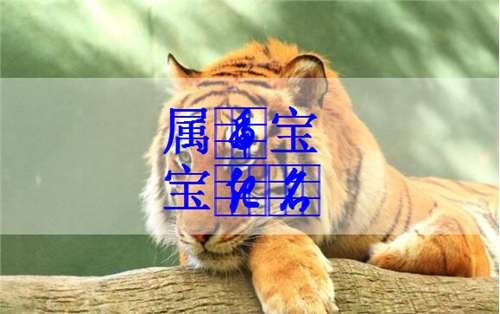 屬虎寶寶起名大全