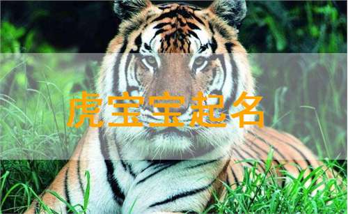 屬虎姓孫寶寶起名大全