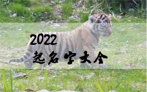 屬虎丁姓寶寶起名大全