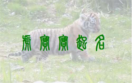 屬虎侯姓寶寶起名大全