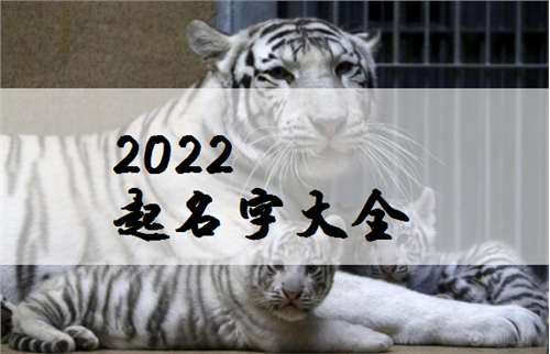 屬虎姓沈寶寶起名大全