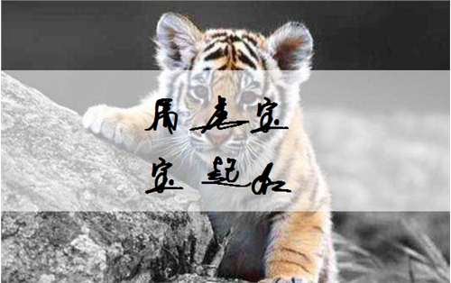 屬虎沈姓寶寶起名大全