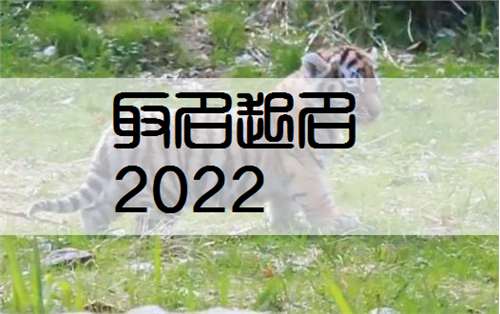 屬虎莊姓寶寶起名大全