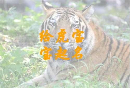 屬虎姓熊寶寶起名大全