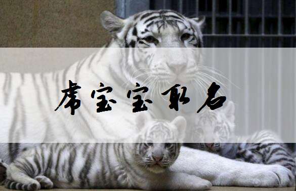 屬虎柳姓寶寶起名大全