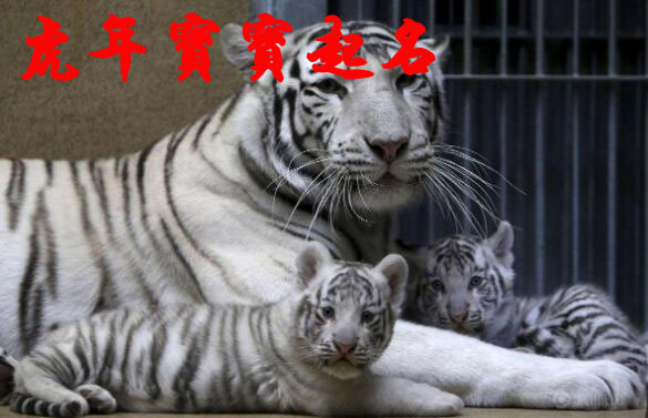 2022屬虎寶寶起名大全