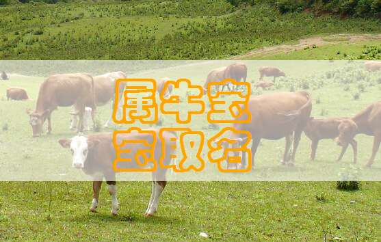 屬牛姓潘寶寶起名大全