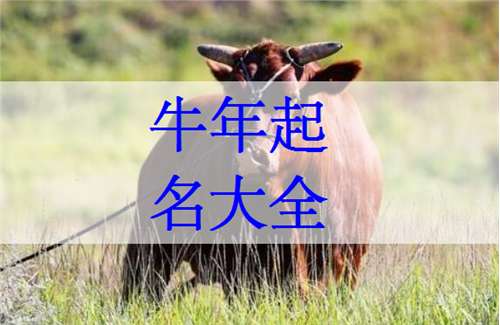屬牛呂姓寶寶起名大全
