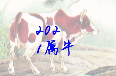 屬牛姓沈寶寶起名大全