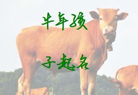 屬牛姓段寶寶起名大全