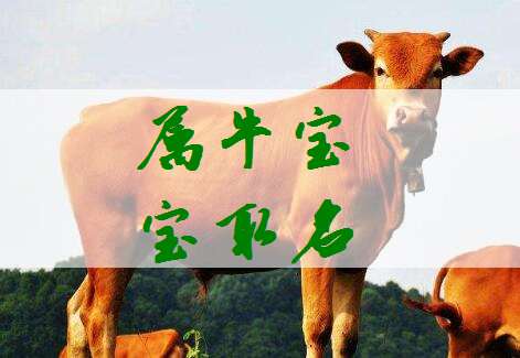 屬牛姓賈寶寶起名大全