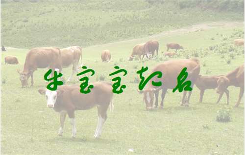 屬牛楊姓寶寶起名大全