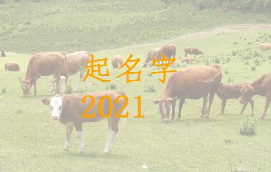 屬牛袁姓寶寶起名大全