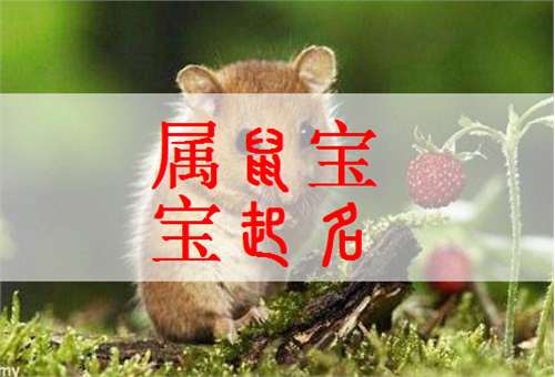 屬鼠寶寶起名大全