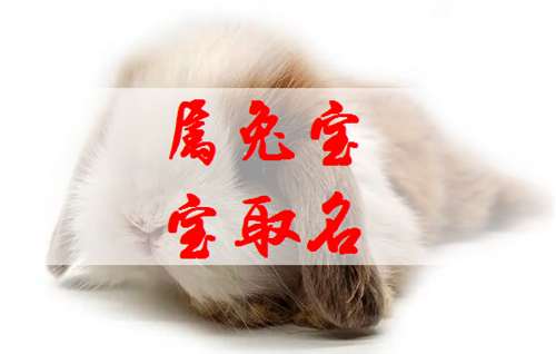 屬兔寶寶起名大全