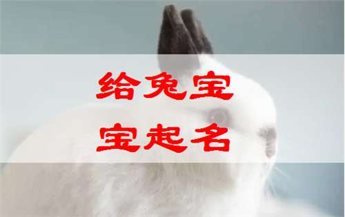 屬兔石姓寶寶起名大全